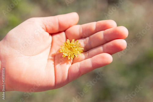 yellow dandelion against the sky, dandelion in hand against the sky, yellow dandelion in spring. Spring flowers. Beautiful background. 

