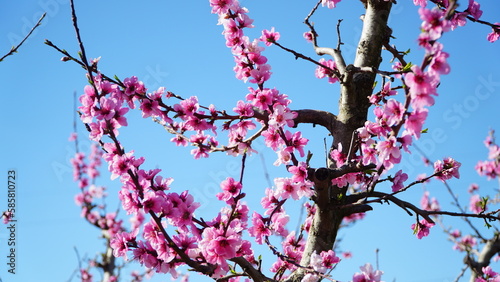 Spring peach field pink blossoming flowers