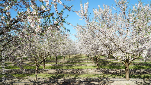 Spring cherry field white blossoming flowers and trees