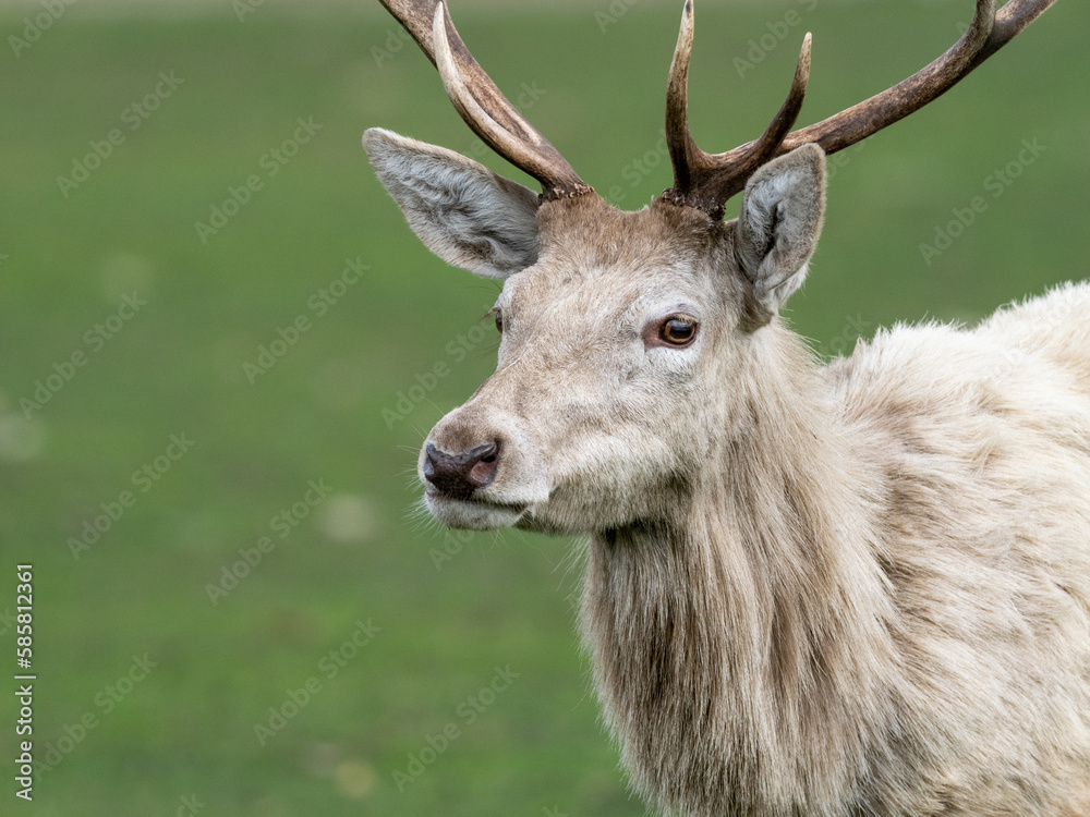 Damwild Damwild