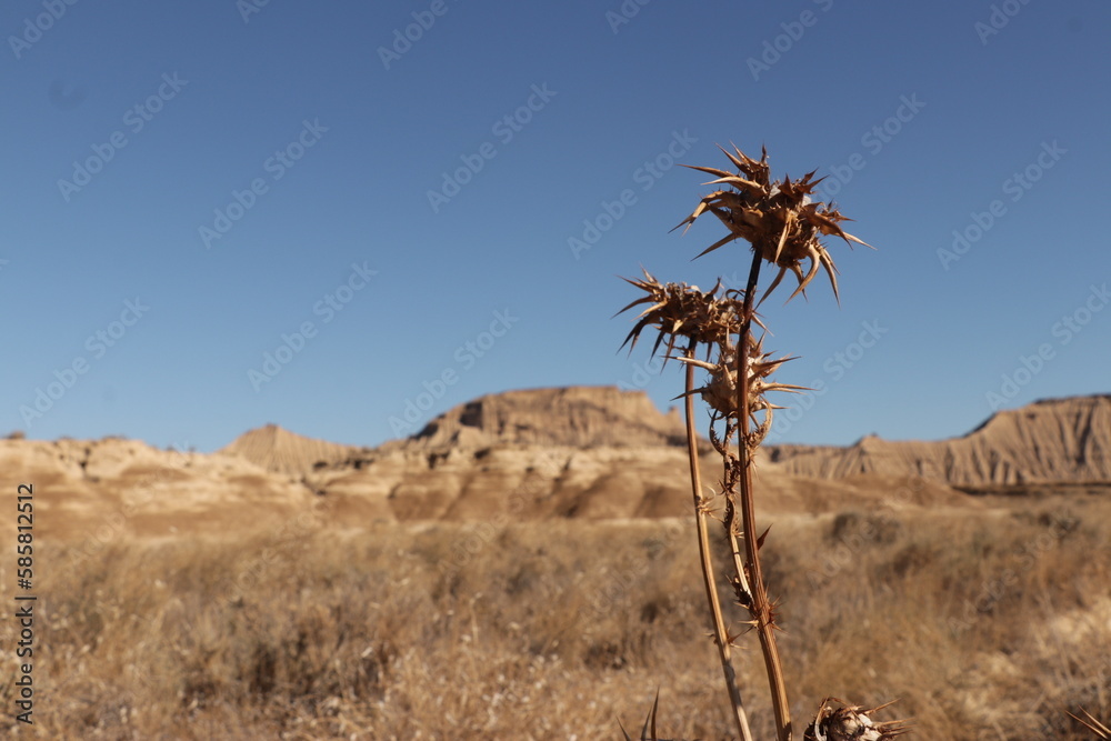 dry thistle in the Bardenas desert