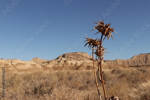 dry thistle in the Bardenas desert © Solene
