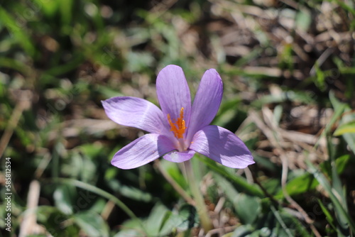 purple crocus flower © Solene
