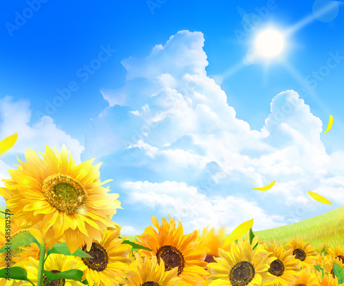 sunflower field and sky