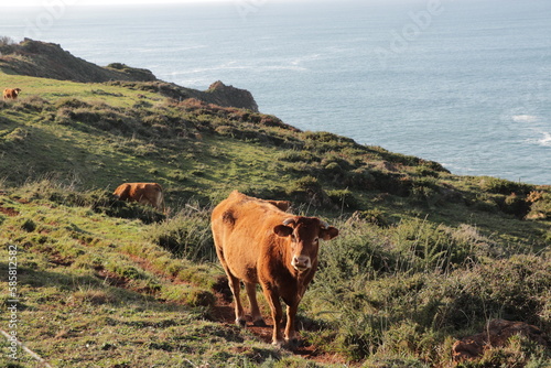 cows in the mountain in front of the sea © Solene
