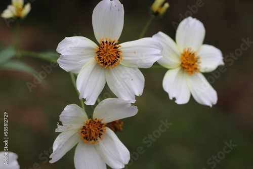 white flowers in the spring © Solene