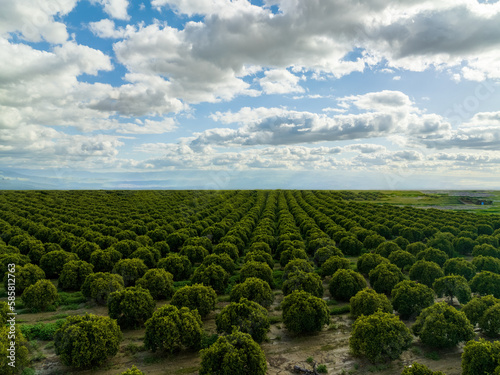 A Captivating Glimpse of Bakersfield's Orange Orchard Beauty