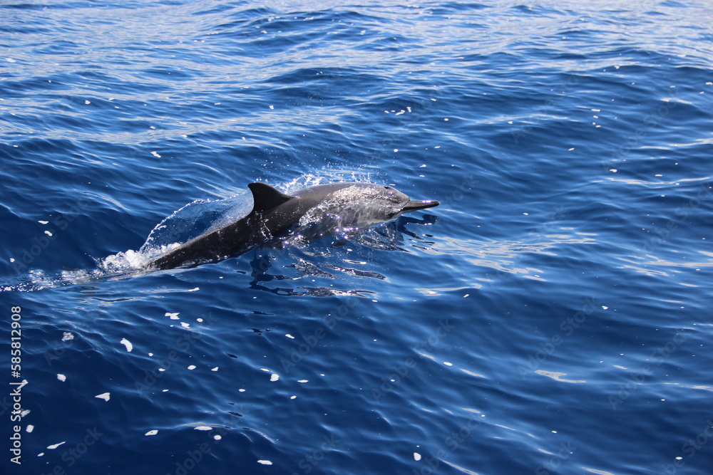 Fototapeta premium Dauphins - Ile de la réunion