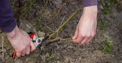 A hand holds secateurs and cuts a branch of a rose bush.