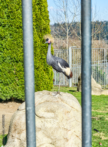 Gold Crested Heron 2 photo