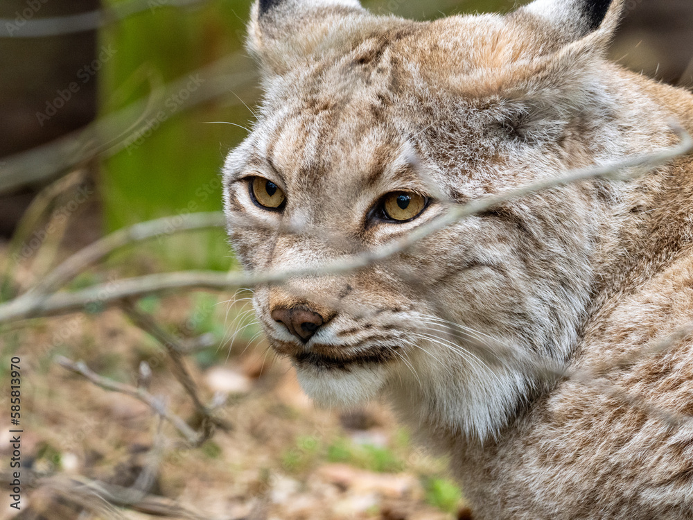 Naklejka premium Lux