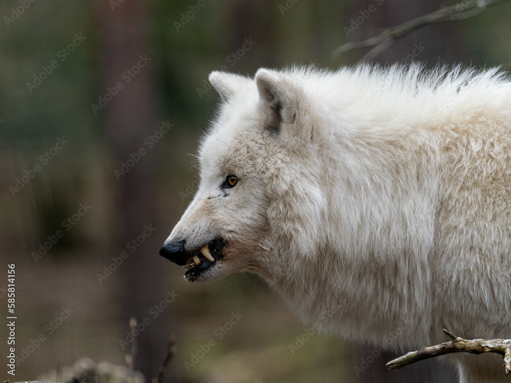 Polarwolf