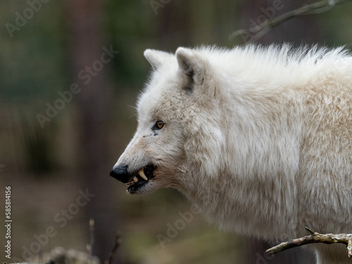 Polarwolf © Peter