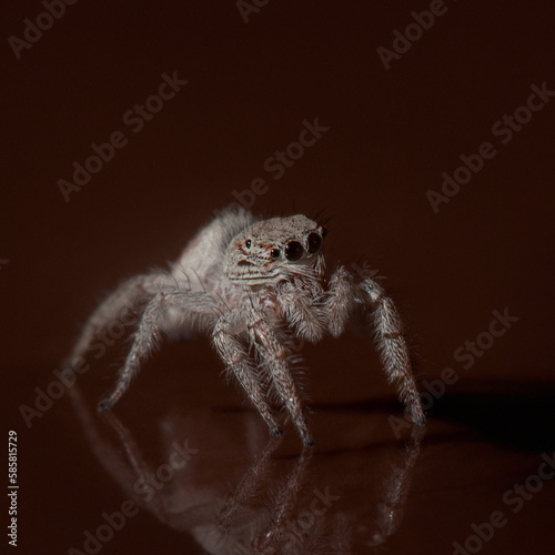 White jumping spider on brown glass on dark background. Cute fluffy spider with big eyes. High quality macro photo of Salticidae