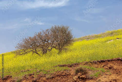 Nature on Mount Avital in Israel in March, mustard blooms