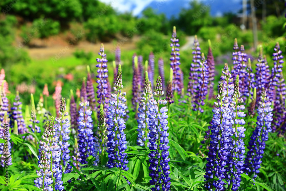 Fototapeta premium blooming colorful Lupinus(Dull Ice) flowers,close-up of blue and purple Lupinus flowers blooming in the garden in spring