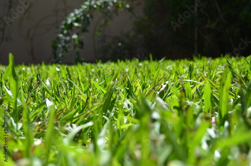 green grass in the garden