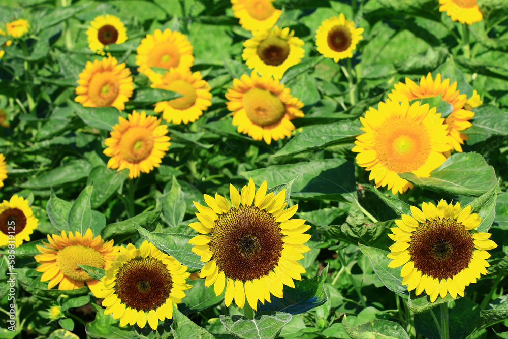 beautiful blooming colorful Sunflowers,close-up of yellow Sunflowers blooming in the garden at a sunny day beautiful blooming colorful Sunflowers,close-up of yellow Sunflowers blooming in the garden at a sunny day