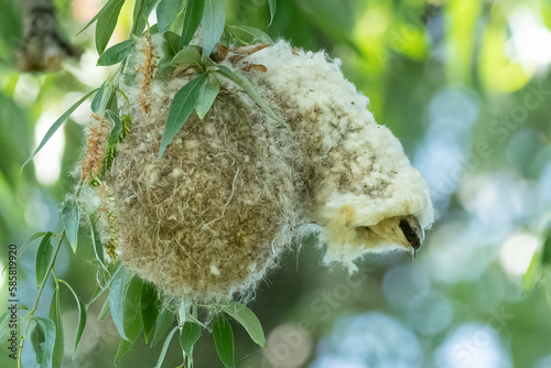 Eurasian penduline tit comes out of the nest