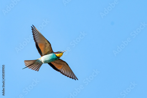 European bee-eater flying in the sky