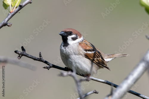 Eurasian tree sparrow perched on a branch © Damyan Petkov