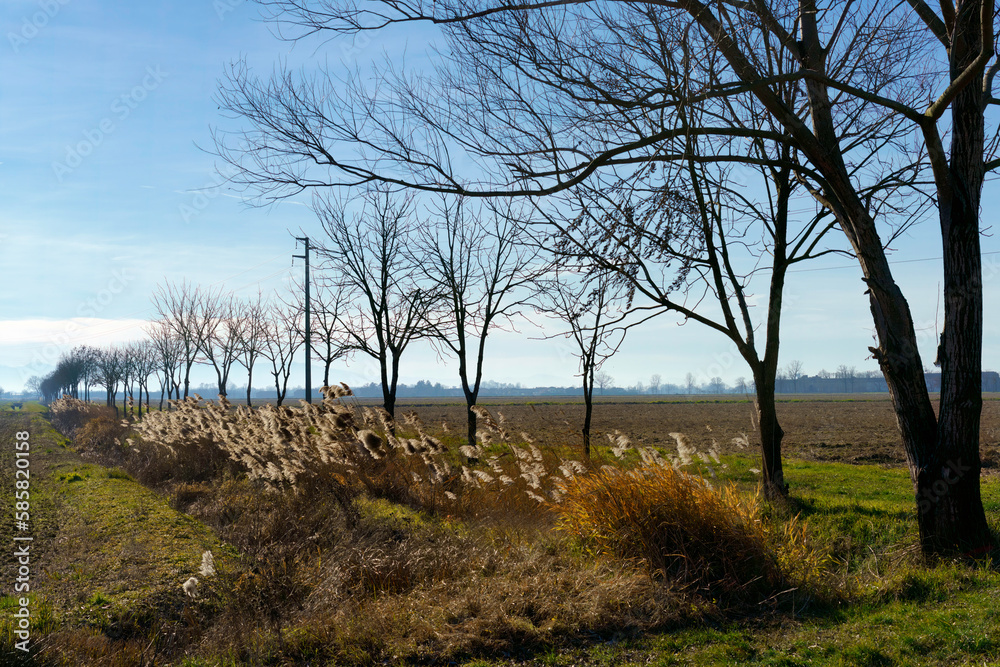 Rural landscape at winter in Pavia province Rural landscape at winter in Pavia province