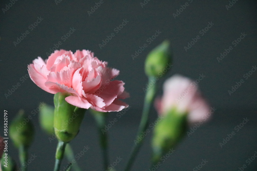 rosa Nelken vor grauem Hintergrund