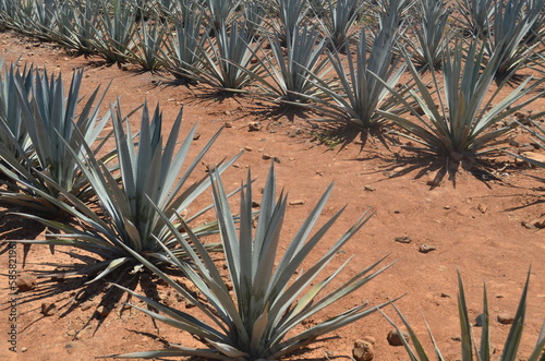 agave plant