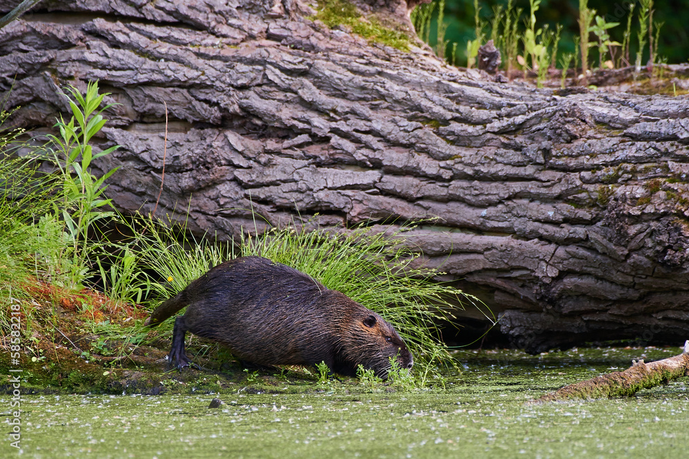 River nutria ,,Myocastor coypus,, in its natural environment, Danubian wetland, Slovakia River nutria ,,Myocastor coypus,, in its natural environment, Danubian wetland, Slovakia