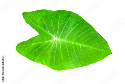 Green colocasia esculenta leaves pattern isolated