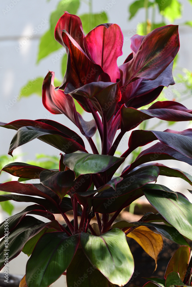 Cordyline fruticosa: Guía completa de cuidados para esta planta exótica Cordyline fruticosa: Guía completa de cuidados para esta planta exótica