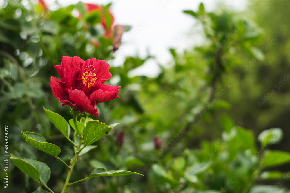 Red flower on green plant closeup Red flower on green plant closeup