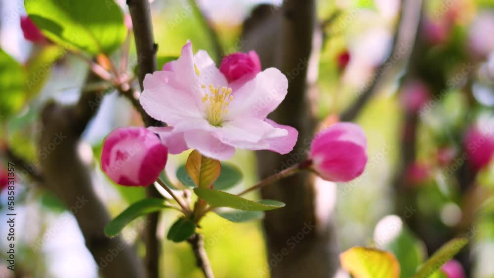 Beautiful fragrant Chinese flowering crabapple Beautiful fragrant Chinese flowering crabapple