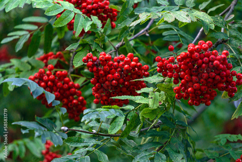 Rowan branches with clusters of red ripe berries on a background of green leaves.