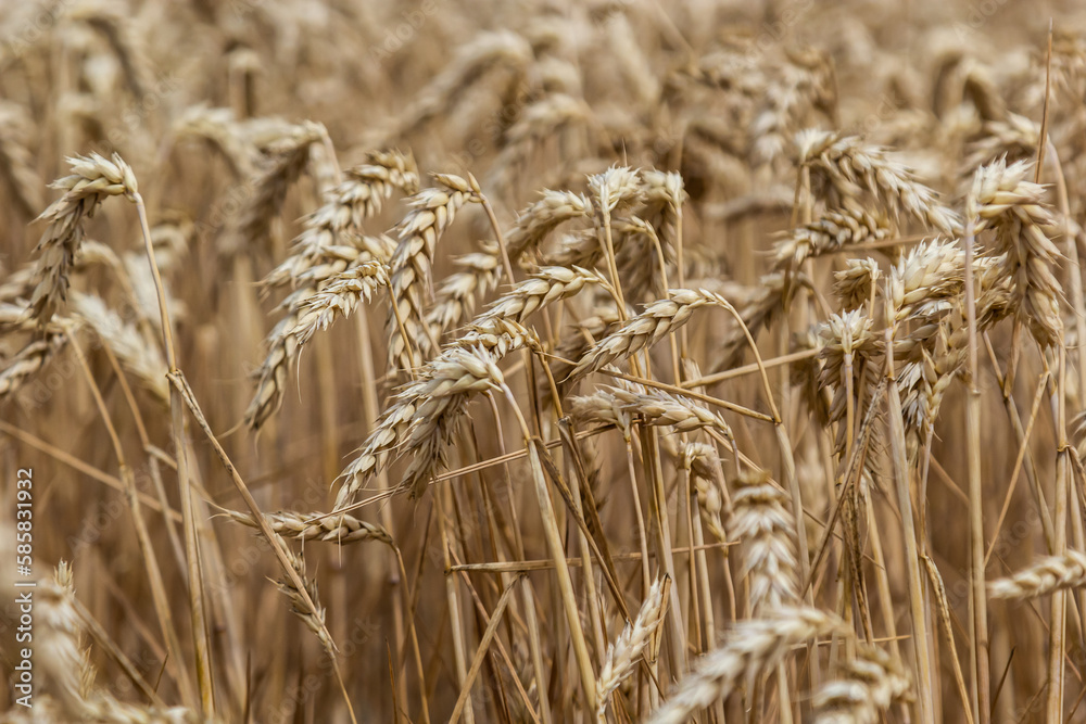 Obraz premium Rural scenery. Background of ripening ears of wheat field and sunlight. Crops field. Selective focus. Field landscape