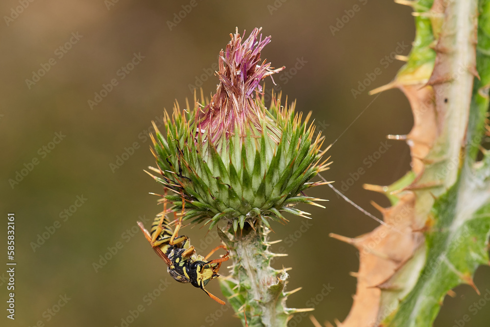 Common wasp on dry thistle in Danubian wetland meadow, Slovakia Common wasp on dry thistle in Danubian wetland meadow, Slovakia