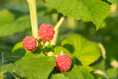 red raspberries on a green branch , blurred background