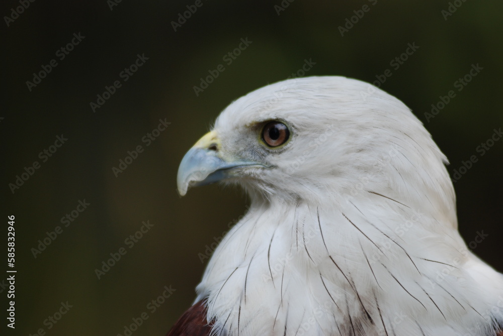 close up of an eagle