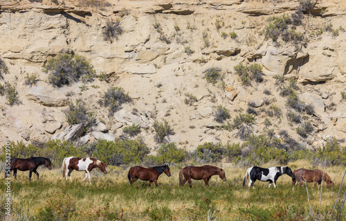 Herd of Wild Horses in the Wyoming Desert in Autumn