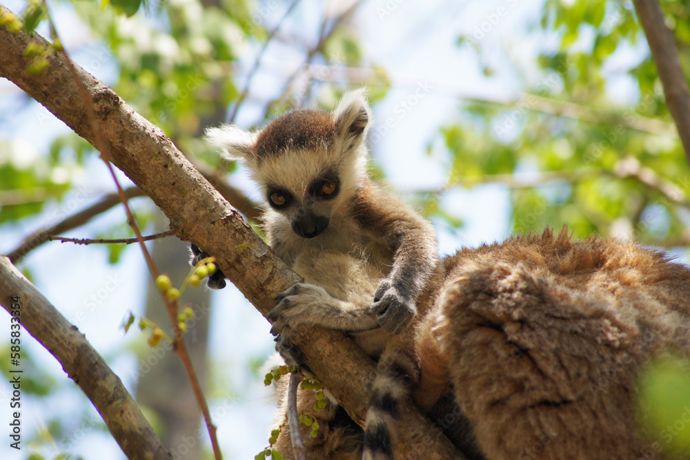 Obraz premium Kata lemur in Isalo National Park, Madagascar