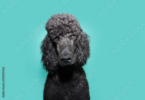 Portrait black poodle looking at camera with serious expression face. Isolated on blue background