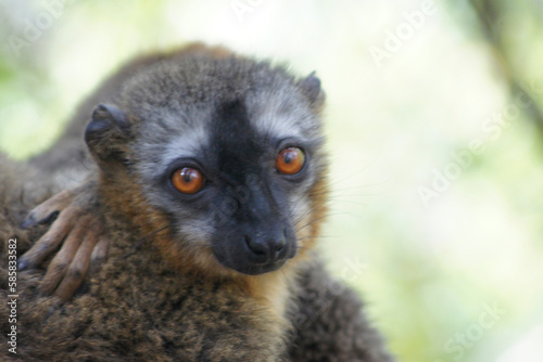 Brown lemur in Isalo National Park, Madagascar © Eduardo