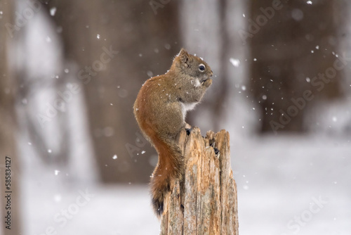 Red Squirrel on a post © jamie