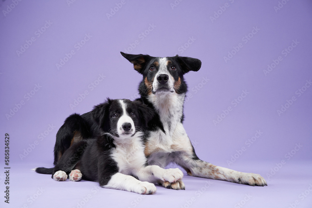 funny puppy and adult dog on purple background. Border collie dog with funny muzzle, emotion funny puppy and adult dog on purple background. Border collie dog with funny muzzle, emotion