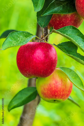 Red apples grow on the tree in the orchard
