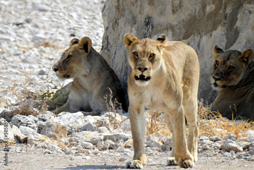 Lionesses  Etosha National Park  Namibia