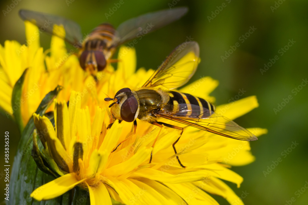 Marmalade Hoverfly Episyrphus balteatus distinctive orange black pattern, resting on yellow flower, green background Marmalade Hoverfly Episyrphus balteatus distinctive orange black pattern, resting on yellow flower, green background