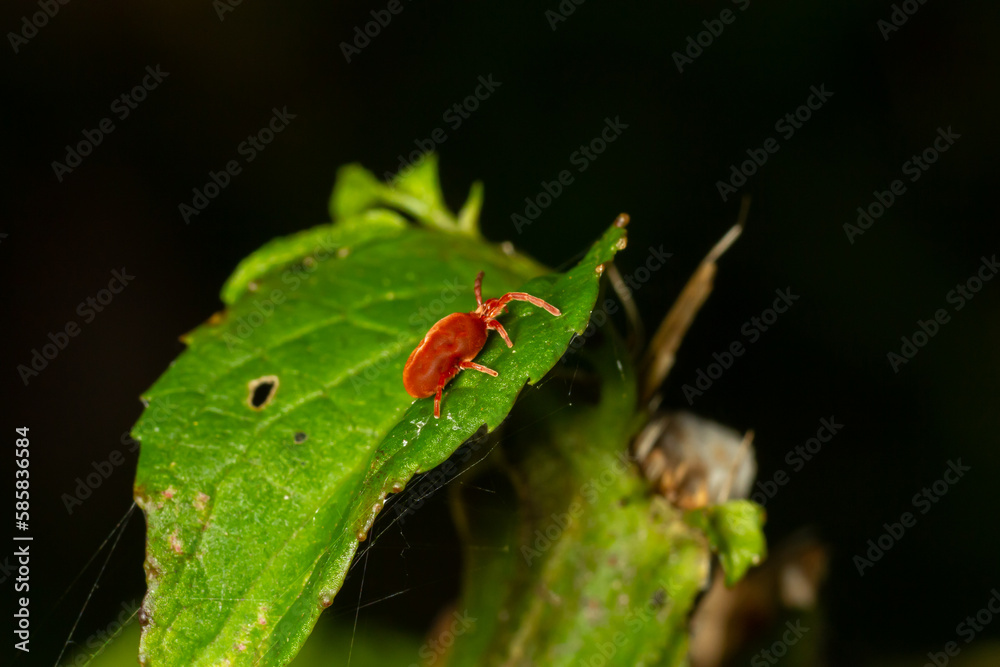 Close up macro Red velvet mite or Trombidiidae in natural environment Close up macro Red velvet mite or Trombidiidae in natural environment