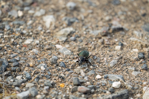 Common violet ground beetle, also known as Carabus violaceus walking on gravel