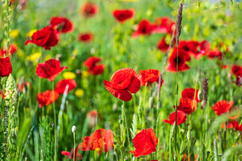 field of red poppies © Jacqueline